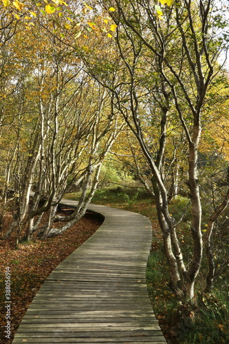 Wooden planks trail, Vogelkoje, Isle of Amrum, Schleswig-Holstein, Germany