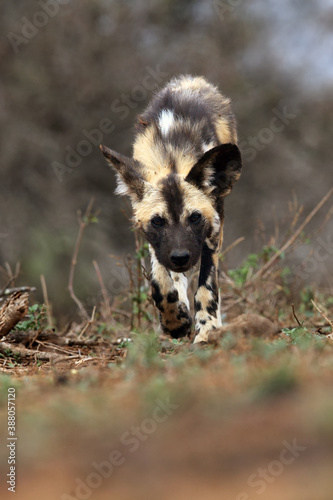 The African wild dog, African hunting dog, or African painted dog (Lycaon pictus), sneaking puppy