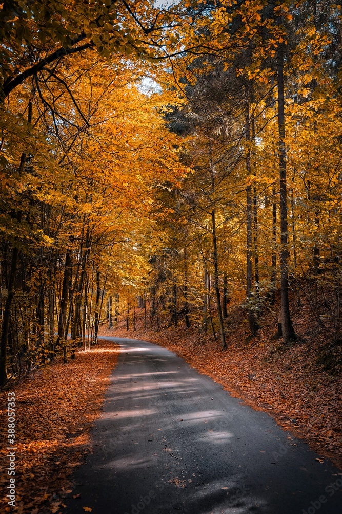 Obraz premium Jesień droga przez las