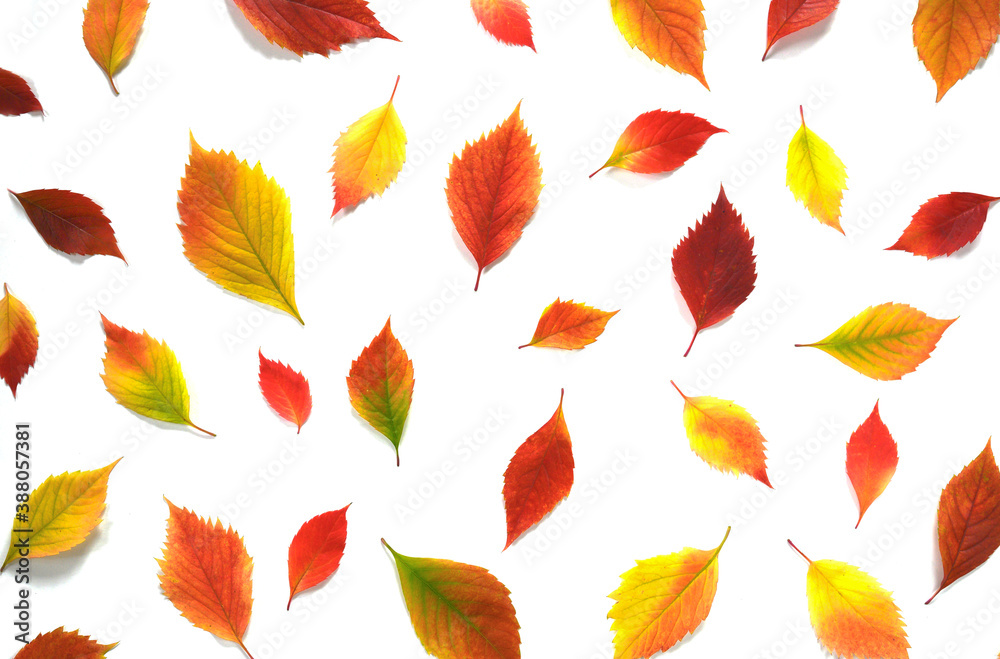 Fototapeta premium Autumn leaves isolated on white background.