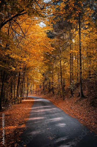 Jesień droga przez las
