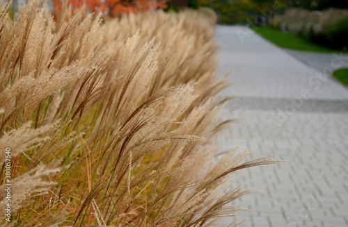 narrow leaves and grows in a stylish, compact, rounded shape. At four feet, five with bloom, this dwarf Miscanthus is sought-after for small patios and gardens. Dwarf Maiden Grass, lawn, 