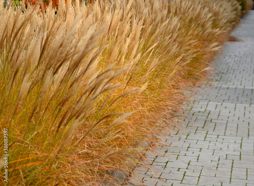 narrow leaves and grows in a stylish, compact, rounded shape. At four feet, five with bloom, this dwarf Miscanthus is sought-after for small patios and gardens. Dwarf Maiden Grass, lawn, 