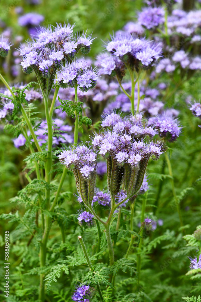 Obraz premium Büschelschön-Phacelia