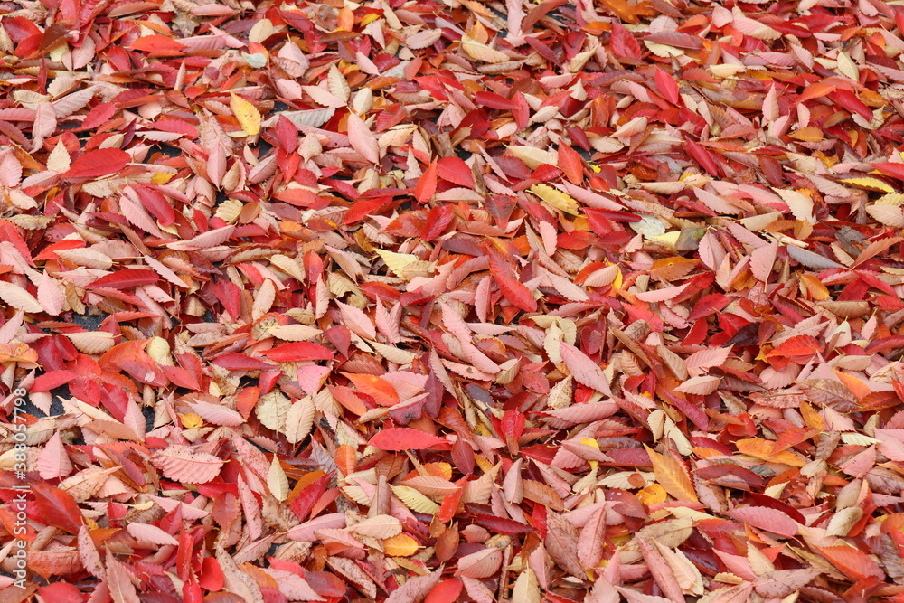 The red leaves have fallen into a pile.