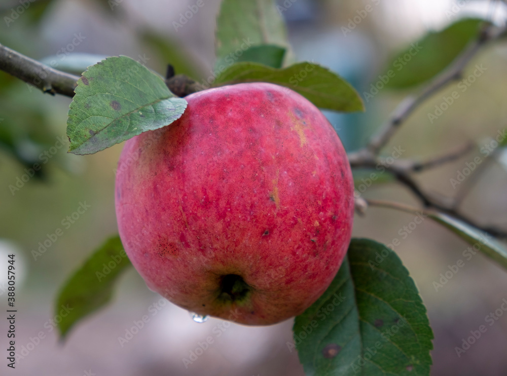 A red juicy apple hangs on a branch in the garden. Close-up A red juicy apple hangs on a branch in the garden. Close-up