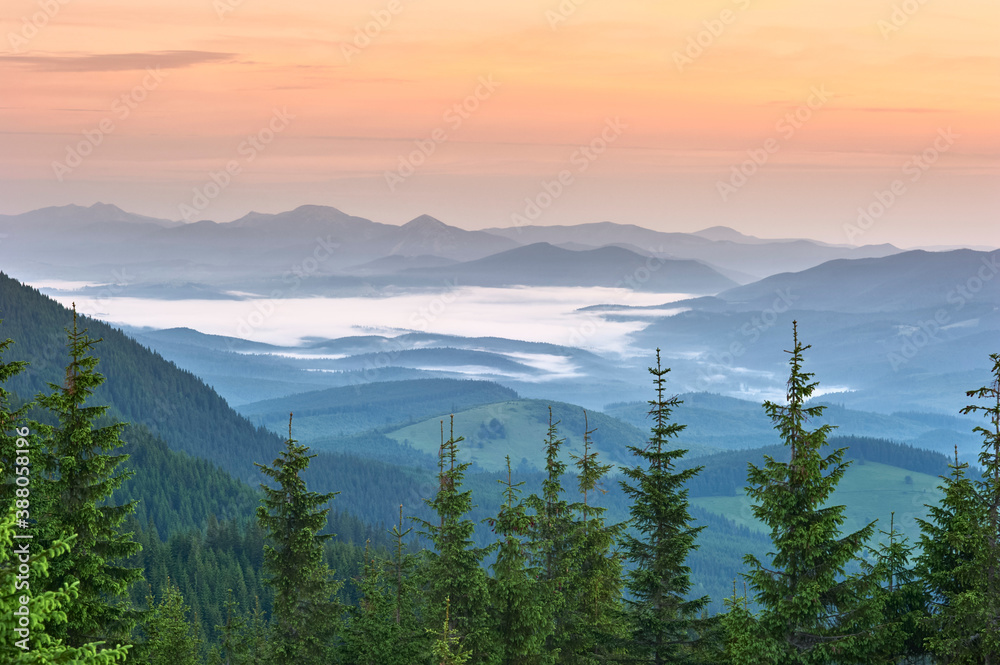 Beautiful view of the mountains. Fog. Pines in the foreground. Sunset. Carpathians.