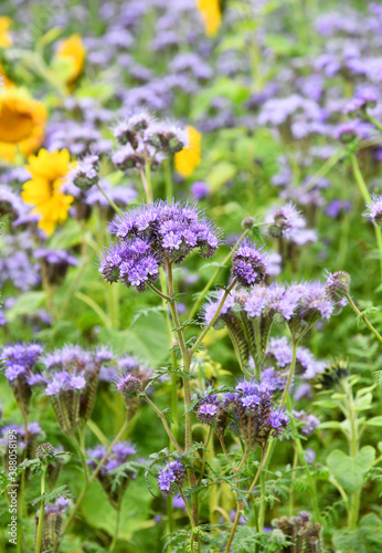 Helianthus annus und Phacelia tancetifolia