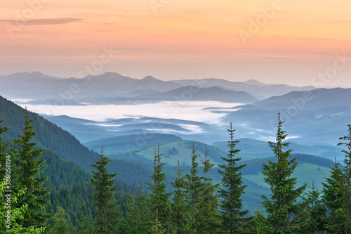 Beautiful view of the mountains. Fog. Pines in the foreground. Sunset. Carpathians.
