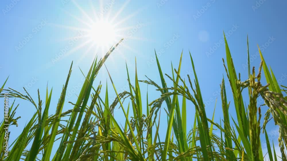 low angle of green rice in the fields under the sun with sunlight shining and sunbeam on blue sky