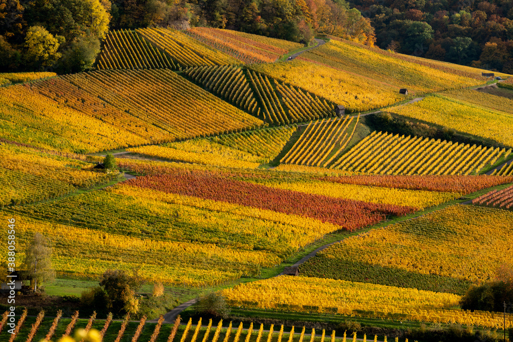 Herbststimmung in den Weinbergen, späte Sonneneinstrahlung läßt das Weinlaub an den Rebstöcken in warmen Farben leuchten.