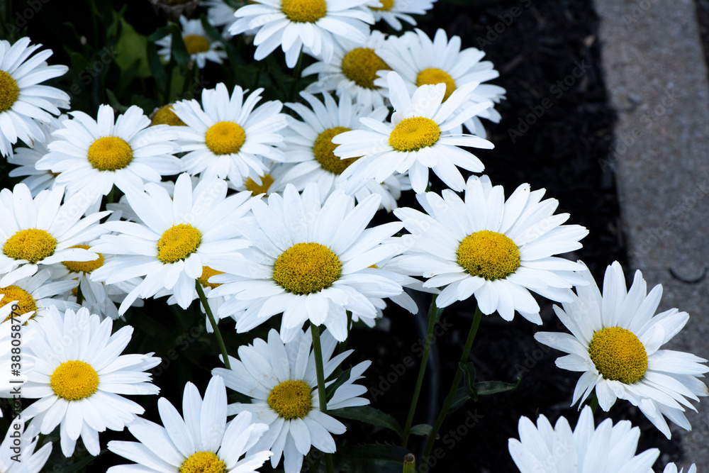 Fototapeta premium Champs de marguerite