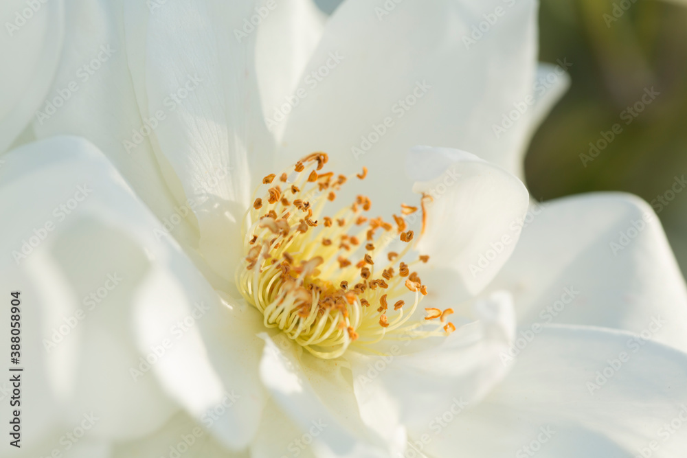 Obraz premium 白いバラ