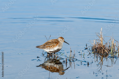 Dunlin (Calidris alpina) in Barents Sea coastal area, Russia photo