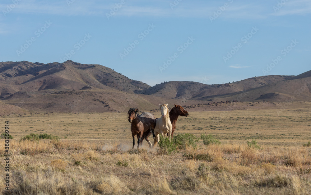 Wild Horses in the Utah Desert