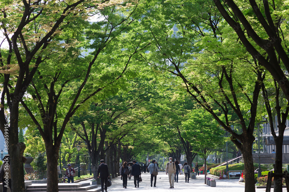 Naklejka premium 新緑の並木道