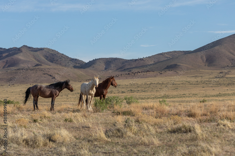 Wild Horses in the Utah Desert