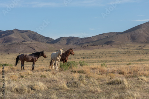 Wild Horses in the Utah Desert