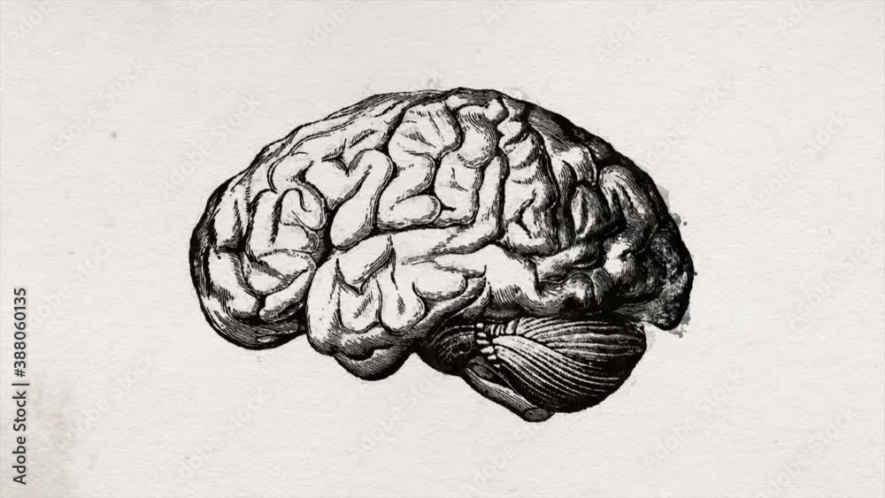 Abstract Old Science Brain Drawing Background Animation/ 4k animation of an abstract old science background with brain outline paint with ink revealing