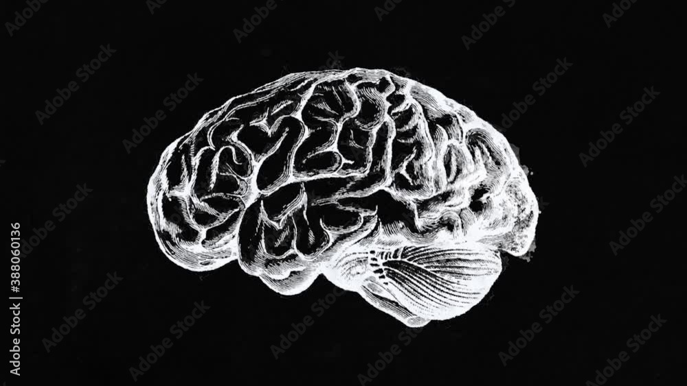 Abstract Old Science Brain Drawing Background Animation/ 4k animation of an abstract old science background with brain outline paint with ink revealing
