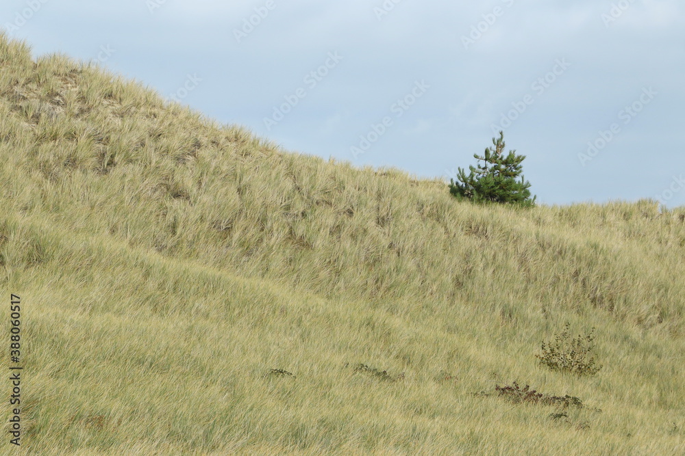 Pine tree (Pinus) in dunes, Isle of Amrum, North Frisian islands, Schleswig-Holstein, Germany Pine tree (Pinus) in dunes, Isle of Amrum, North Frisian islands, Schleswig-Holstein, Germany