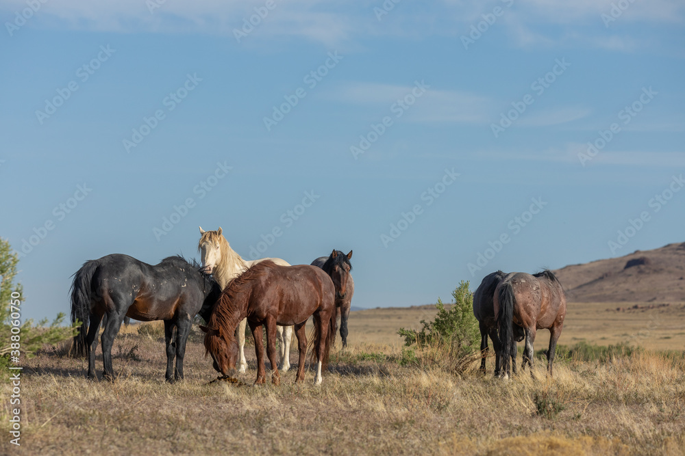 Wild Horses in the Utah Desert Wild Horses in the Utah Desert