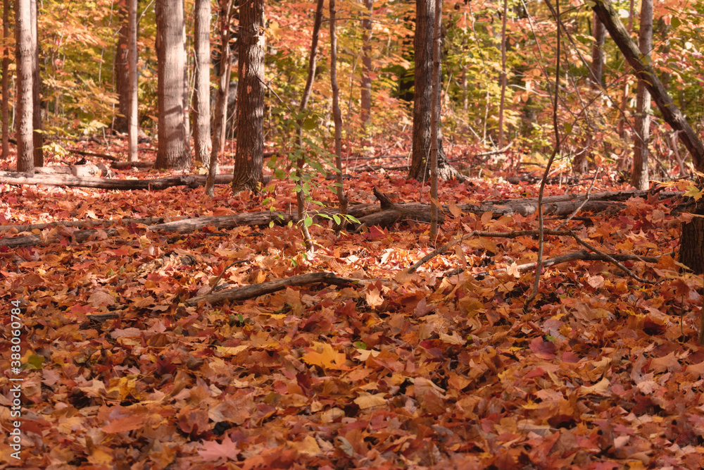 Autumn leaves landscape with trees, red, orange and yellow leaves 