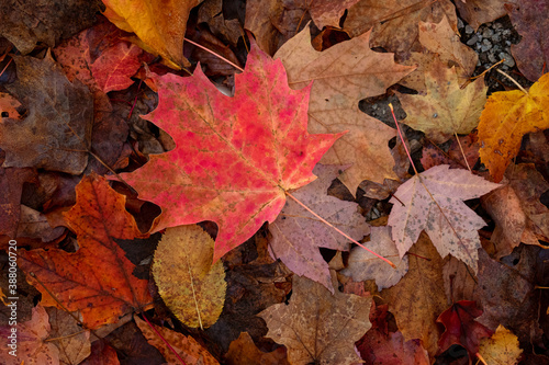 Autumn leaves background with red  orange and yellow leaves 