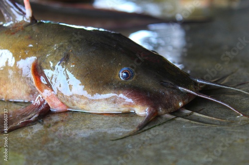 Huge hybrid magur clarias fish close up monster river catfish fishing