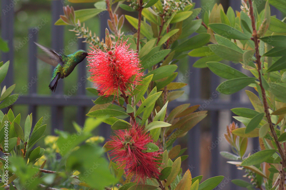 hummingbird hummingbird