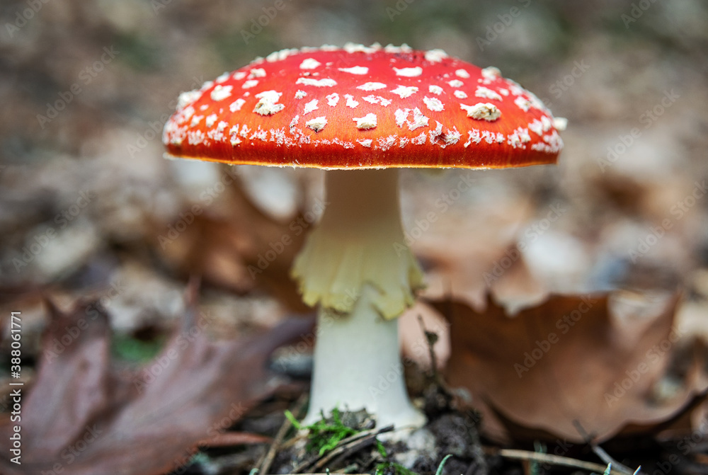 Red fly agaric mushroom close up Red fly agaric mushroom close up