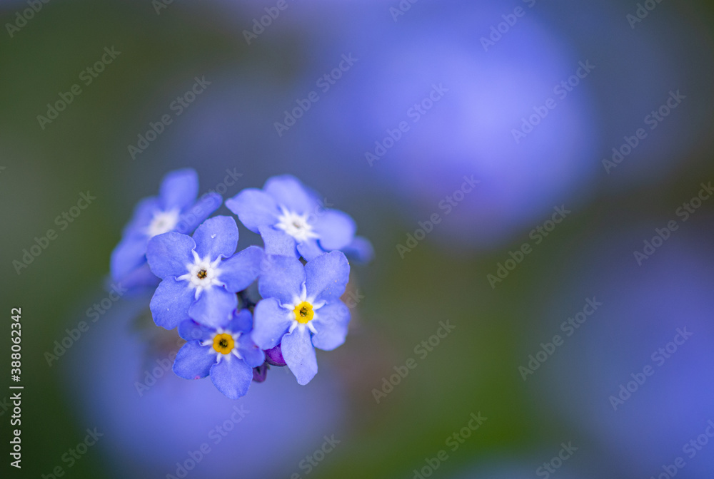 Close up photo of beautiful Field Forget-me-not (Myosotis arvensis). Photo taken in Co Louth. Ireland Close up photo of beautiful Field Forget-me-not (Myosotis arvensis). Photo taken in Co Louth. Ireland