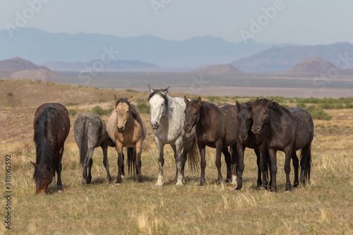 Wild Horses in the Utah Desert