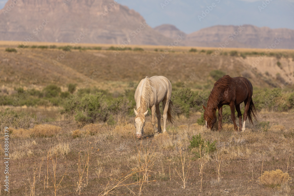 Wild Horses in the Utah Desert Wild Horses in the Utah Desert