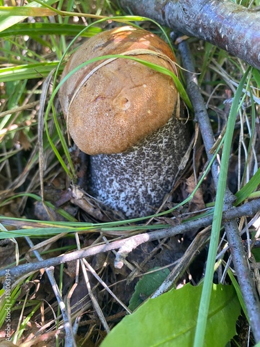 mushrooms in the grass photo