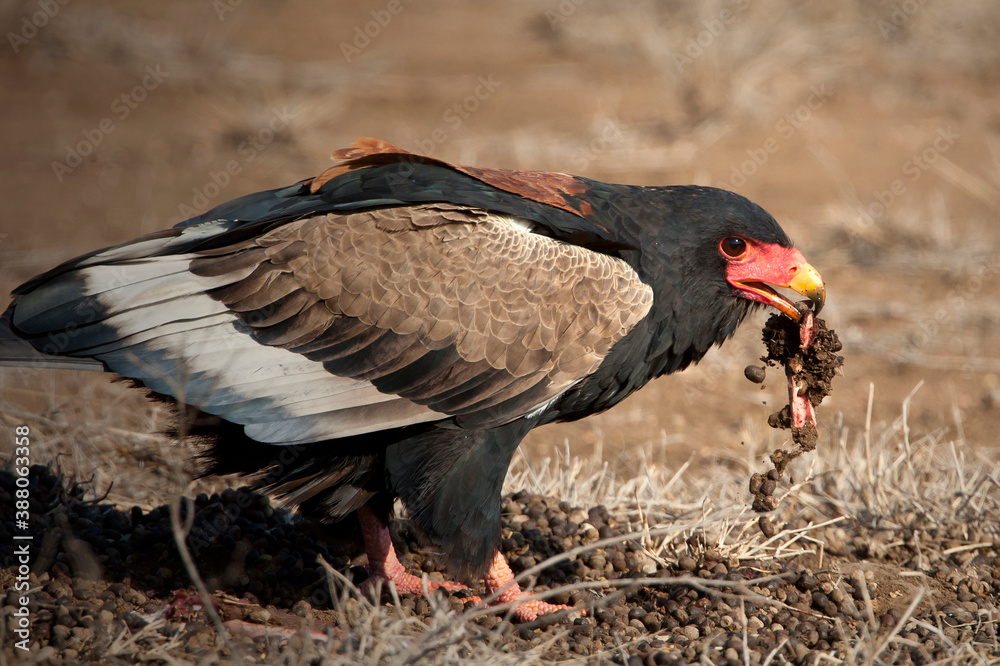 Bateleur feeding on the ground Bateleur feeding on the ground
