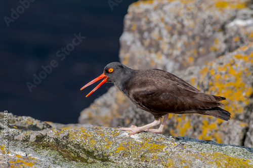 Black Oystercatcher (Haematopus bachmani) at Chowiet Island, Semidi Islands, Alaska, USA photo