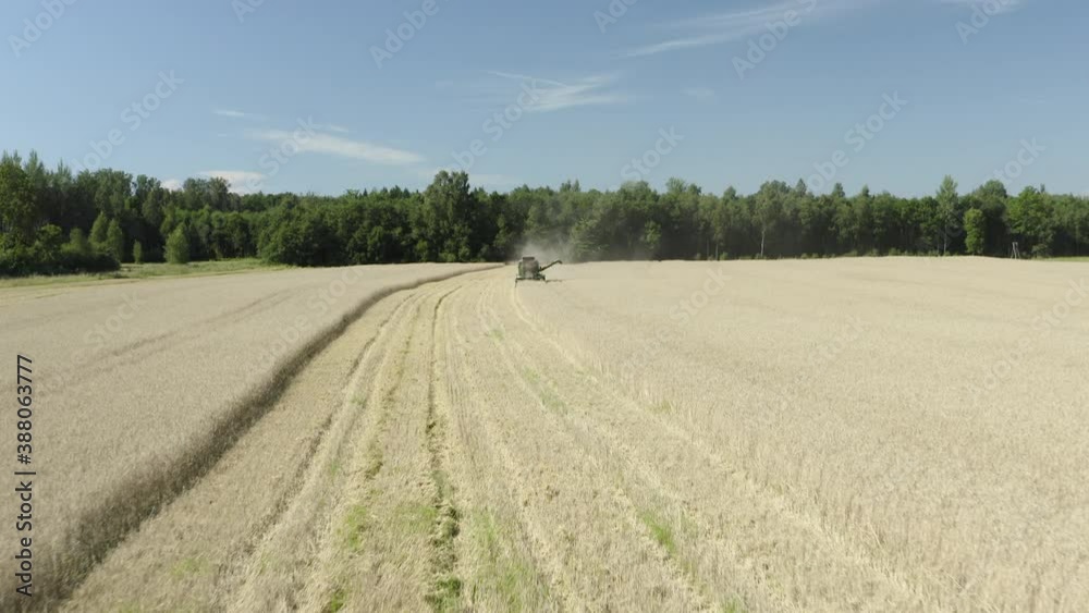 Combine harvester harvests rye in sunny field, tracking drone shot