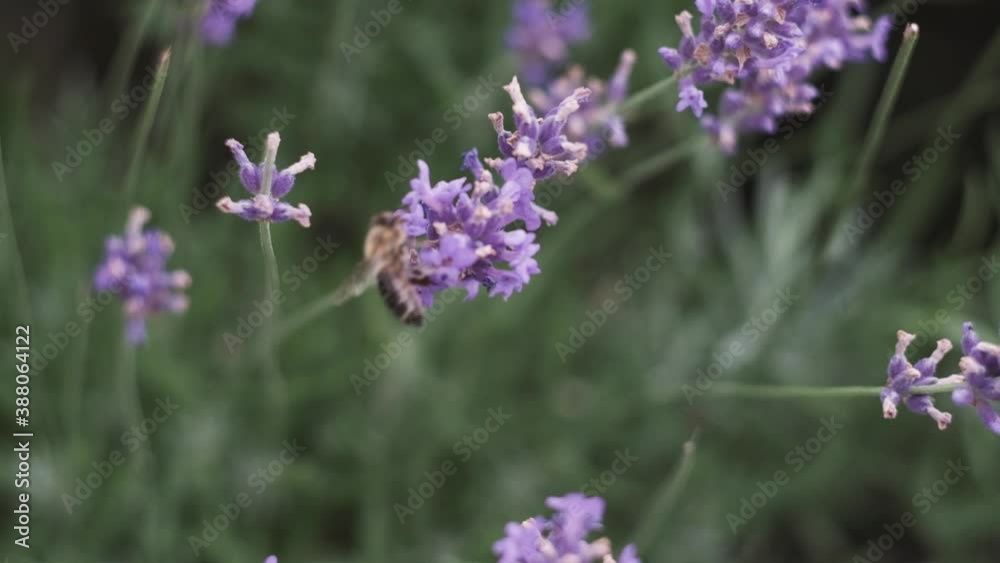 bees collect nectar on beautiful lavender flowers in the middle of a beautiful park in italy. bees collect nectar on beautiful lavender flowers in the middle of a beautiful park in italy.