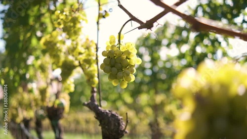 Beautiful Wine Grapes on the Wine Plantage in South Tyrol, Italy photo