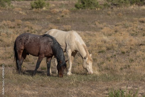 Wild Horses in the Utah Desert