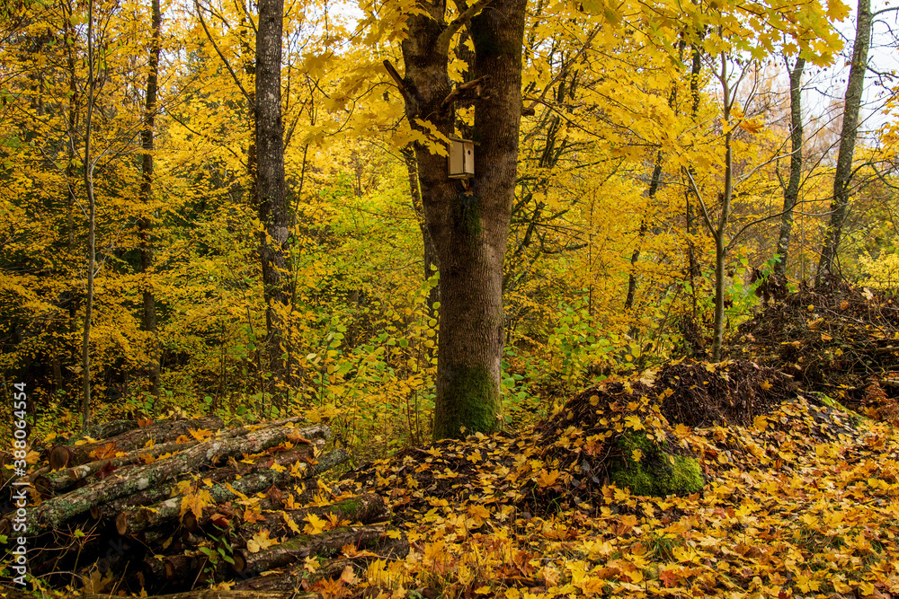 autumn in the forest autumn in the forest