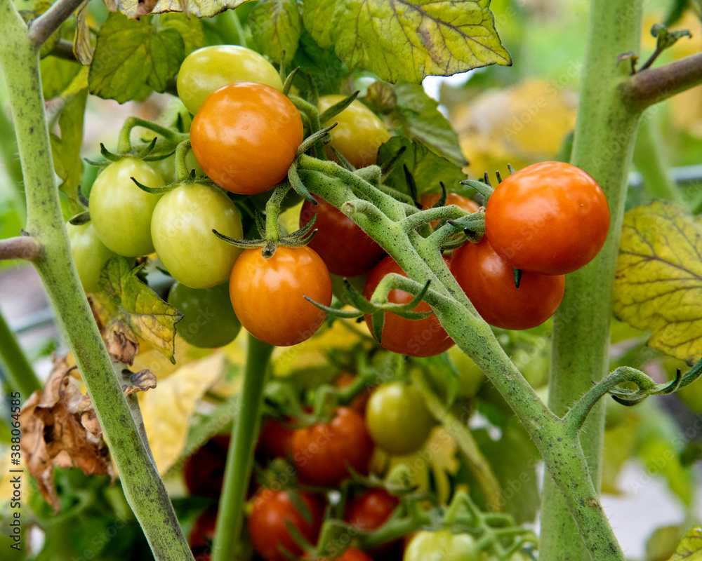 tomates de jardin