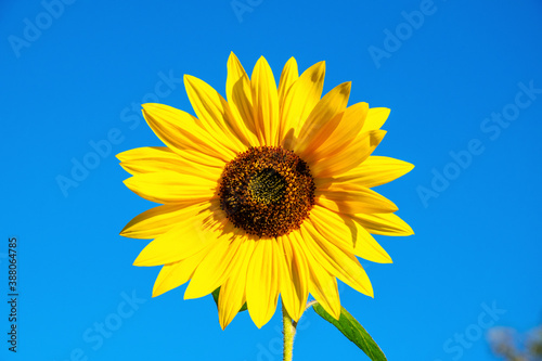 Panel kuchenny z motywem Słonecznik