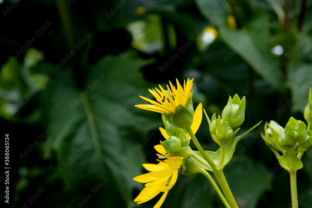 Fototapeta premium Fleurs jaune de Jardin d'été
