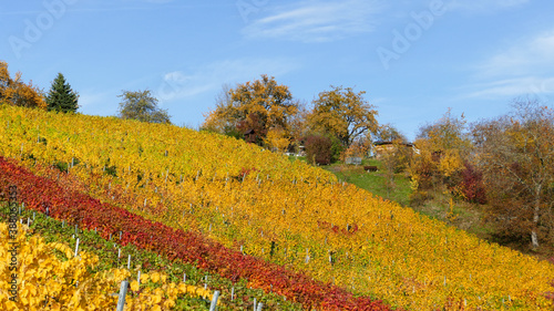Schwäbischer Weinberg, Swabian vineyard, Vitis vinifera