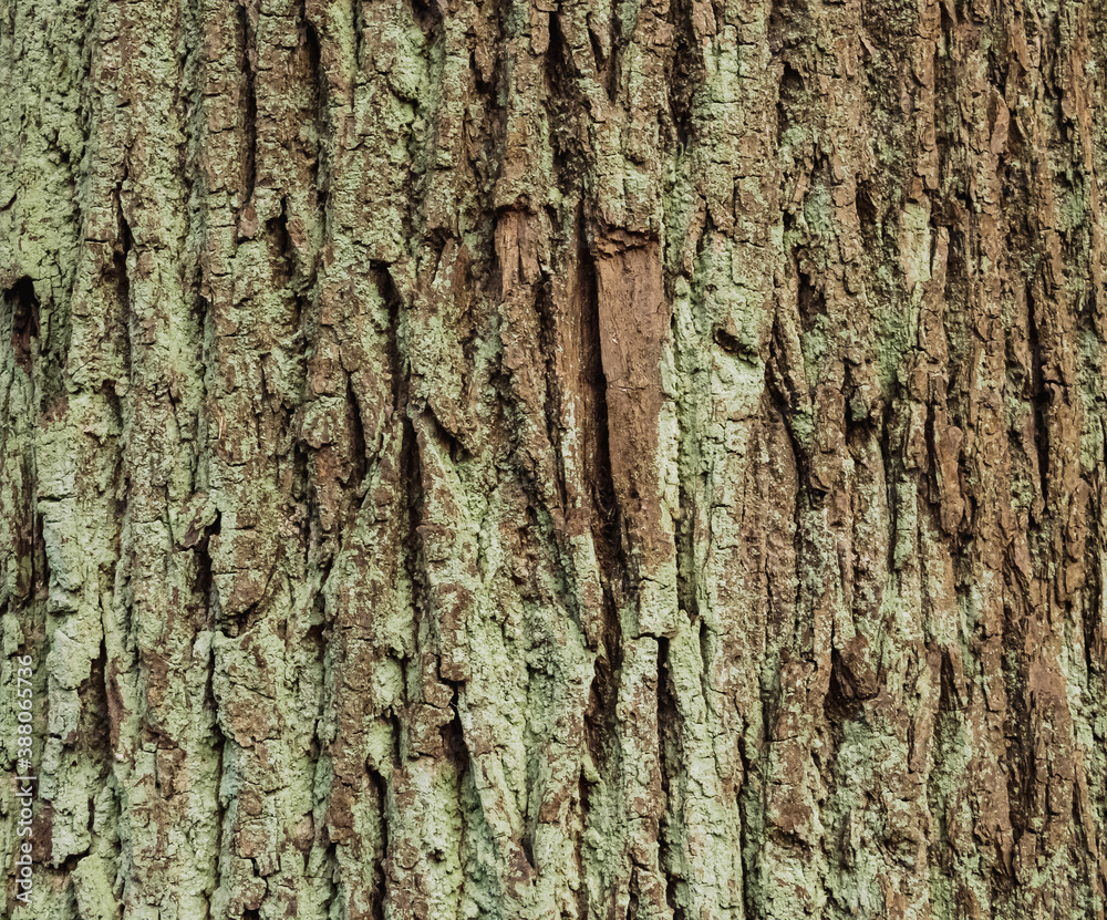 abstract background - rough gray-brown tree bark texture abstract background - rough gray-brown tree bark texture
