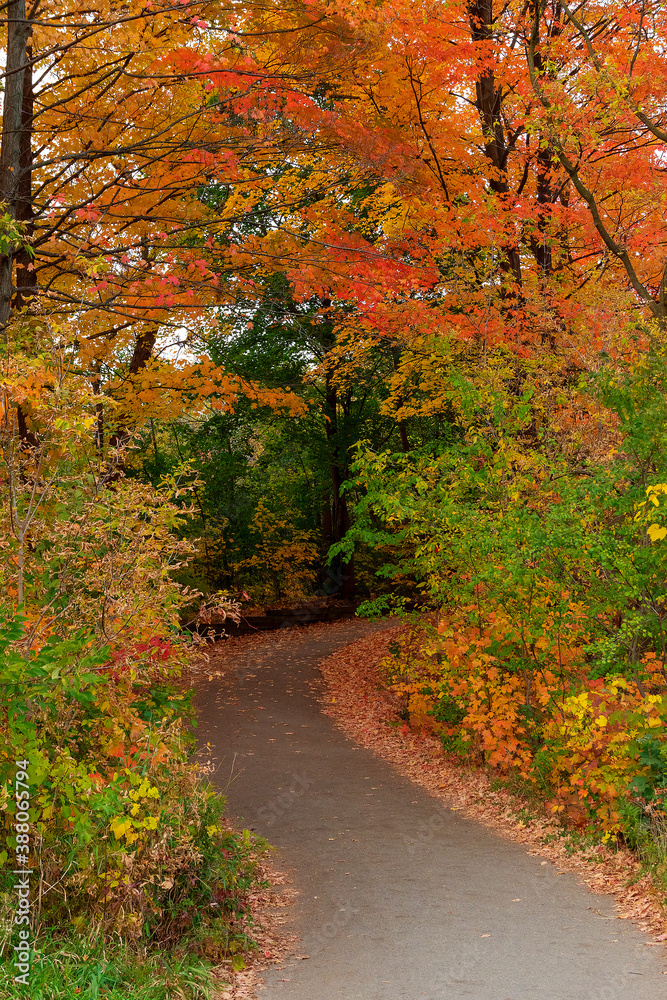 A walking path in Lambton Woods in Toronto (Etobicoke), Ontario leads through lush autumn coloured foliage.