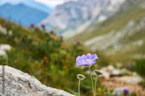 blue flower of Caucasian pincushion flower  Scabiosa caucasica  on blurred alpine background