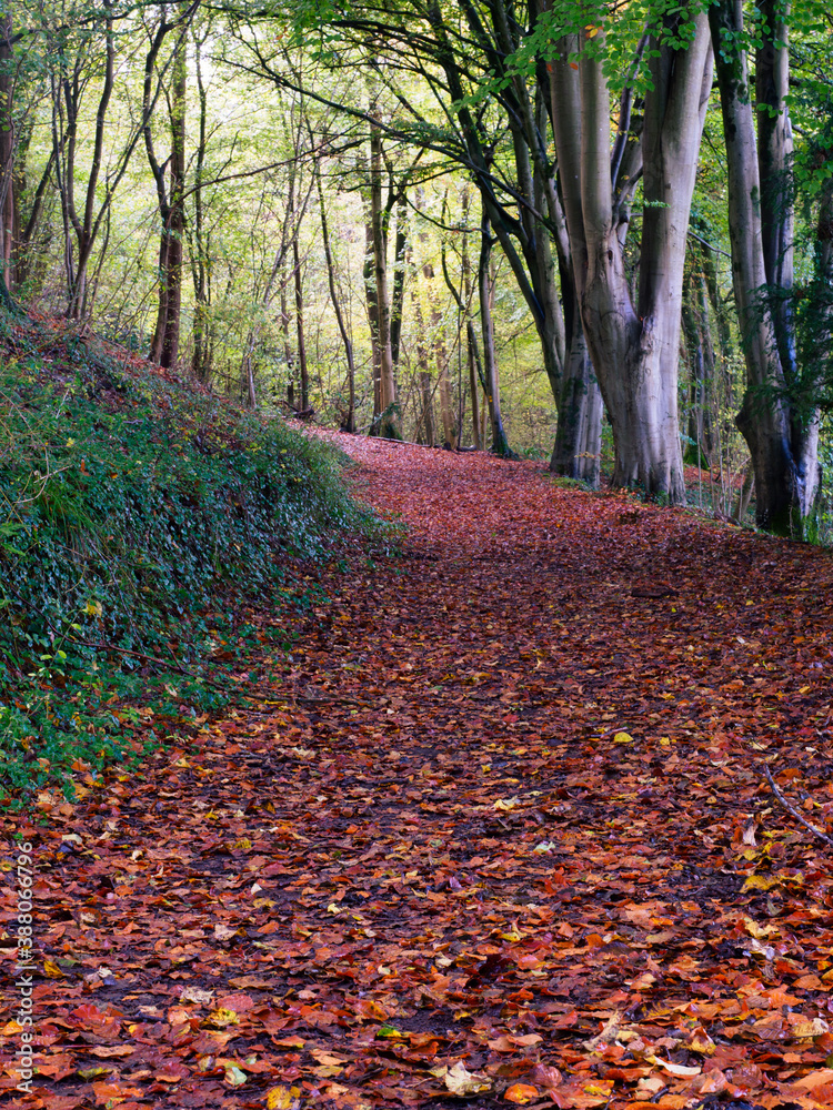 Autumn leaves on pathway through forest in England